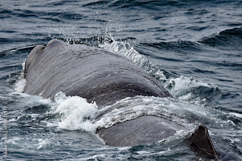 Sperm whale resting at surface