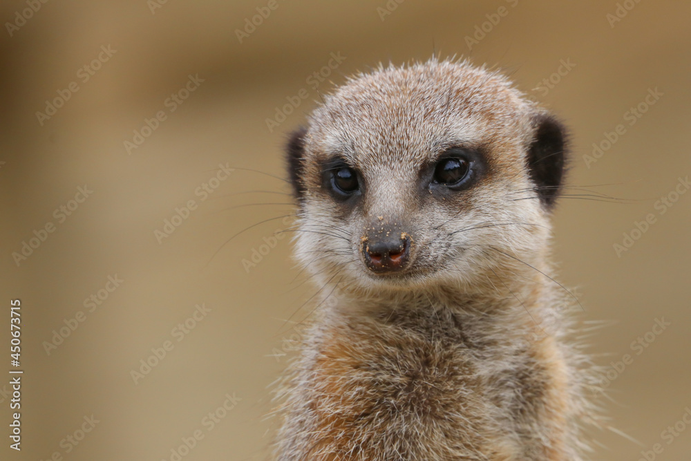 Fototapeta premium Portrait of a cute meerkat or suricate (Suricata suricatta) on lookout duty