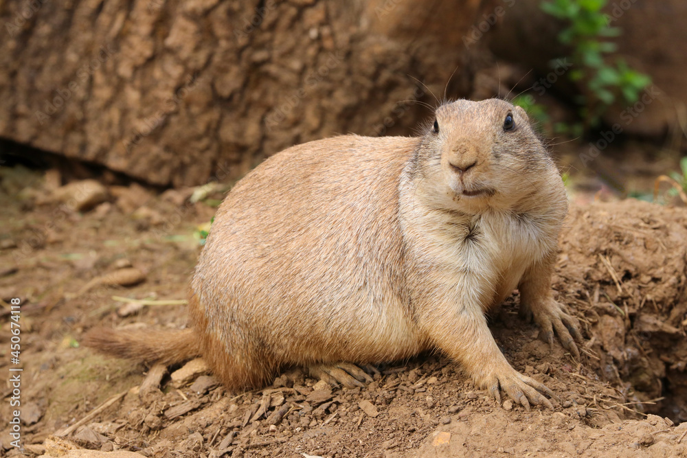 Prairie Dog (Cynomys) sitting in the summer sunshine Prairie Dog (Cynomys) sitting in the summer sunshine