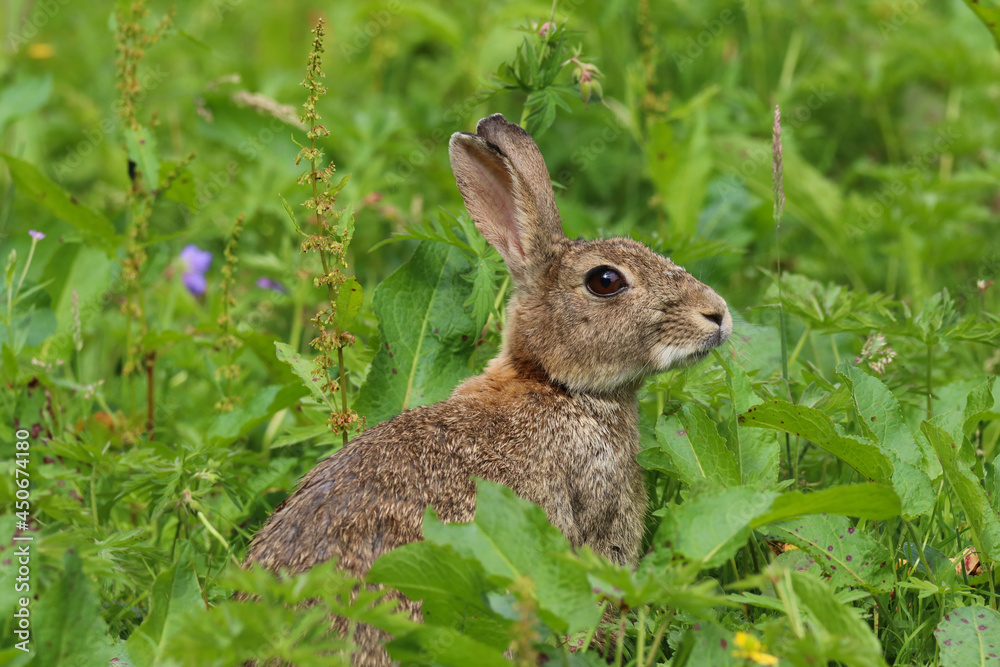 Wild Rabbit (Oryctolagus cuniculus) sitting in a field. Wild Rabbit (Oryctolagus cuniculus) sitting in a field.