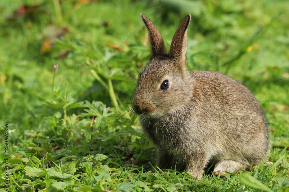 Baby Wild Rabbit (Oryctolagus cuniculus) sitting in a field. Baby Wild Rabbit (Oryctolagus cuniculus) sitting in a field.