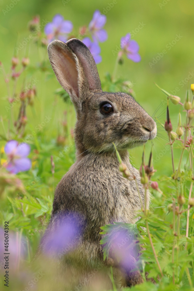 Fototapeta premium Wild Rabbit (Oryctolagus cuniculus) sitting in a field.