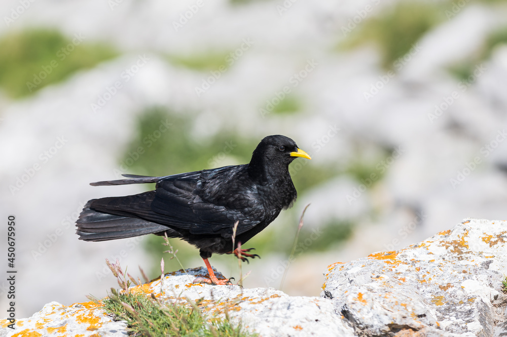 An Alpine chough ,Pyrrhocorax graculus or chova piquigualda, a black bird of the crow family, in the mountains of fuente de, cantabria, north of spain An Alpine chough ,Pyrrhocorax graculus or chova piquigualda, a black bird of the crow family, in the mountains of fuente de, cantabria, north of spain