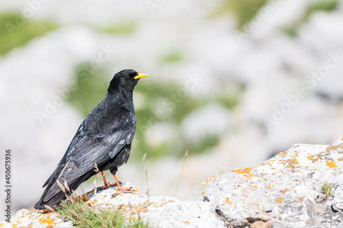 An Alpine chough ,Pyrrhocorax graculus or chova piquigualda, a black bird of the crow family, in the mountains of fuente de, cantabria, north of spain