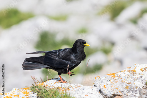 An Alpine chough ,Pyrrhocorax graculus or chova piquigualda, a black bird of the crow family, in the mountains of fuente de, cantabria, north of spain