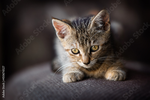 Tabby kitten lying on a couch