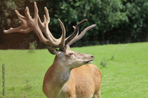 Fototapeta Naklejka Na Ścianę i Meble -  Rothirsch / Red Deer / Cervus elaphus