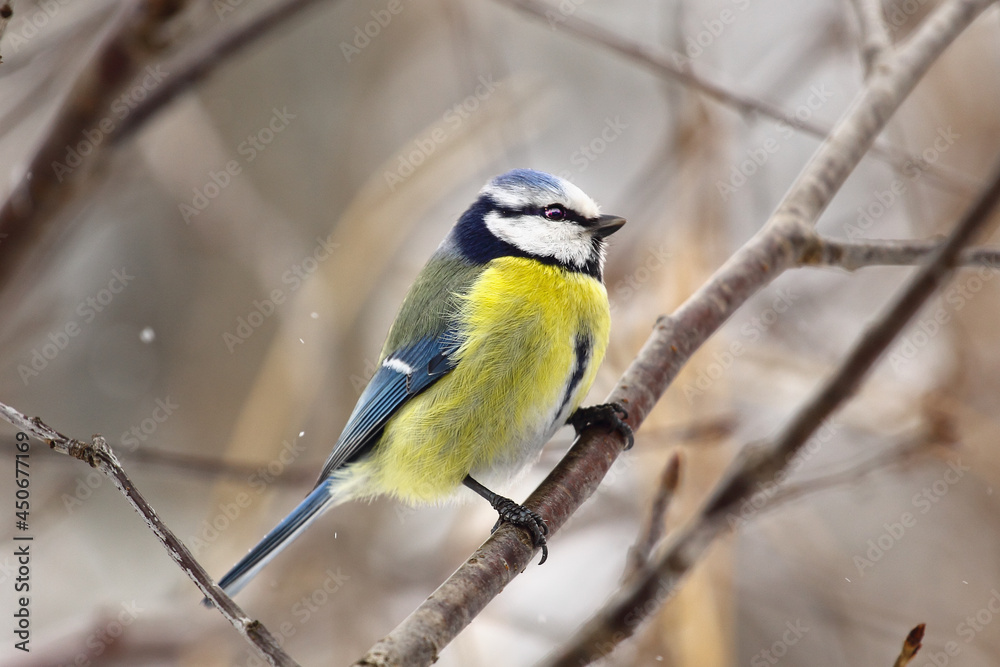 A bird tit of bright colors sits on a tree branch. Spring or autumn. A bird tit of bright colors sits on a tree branch. Spring or autumn.
