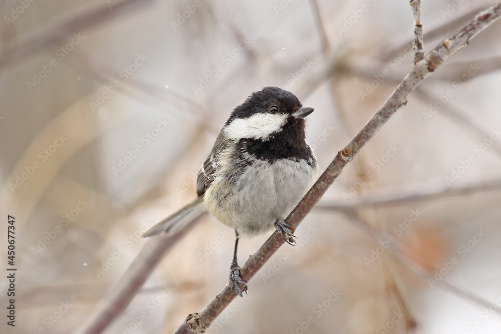 Fototapeta premium A bird tit of gray, black and white shades sits on a tree branch. Spring or autumn.