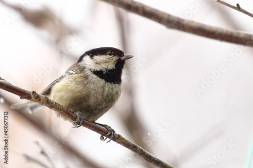 A bird tit of gray, black and white shades sits on a tree branch. Spring or autumn.