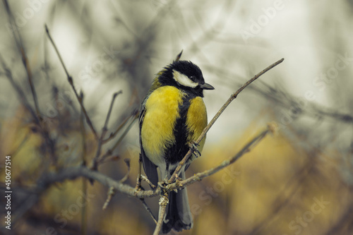A bird tit of bright colors sits on a tree branch. Spring or autumn.