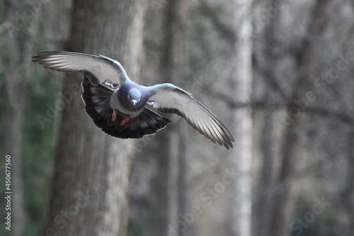 A flying pigeon over the park. Widely spaced dove bird wings photo