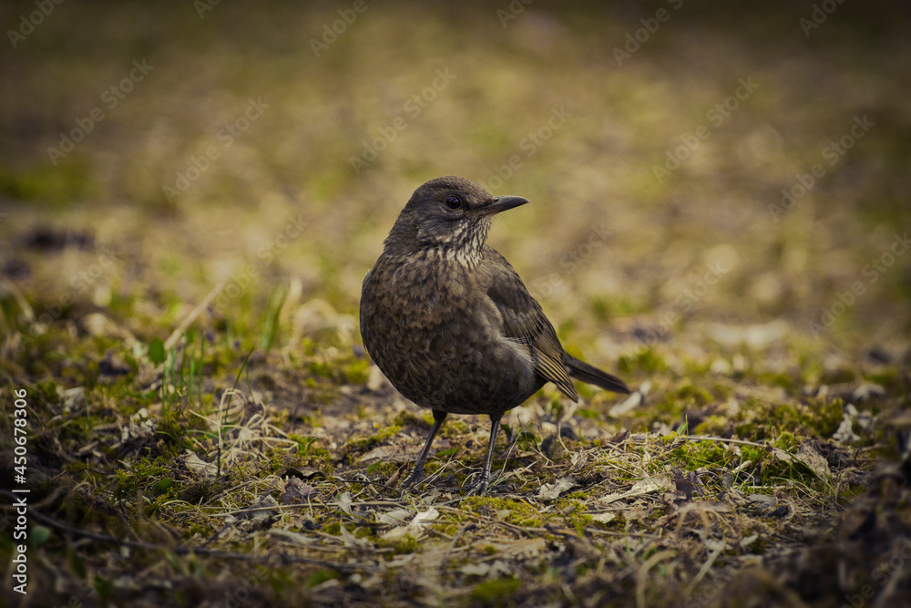 A blackbird stands on the withered spring grass and looks for something A blackbird stands on the withered spring grass and looks for something