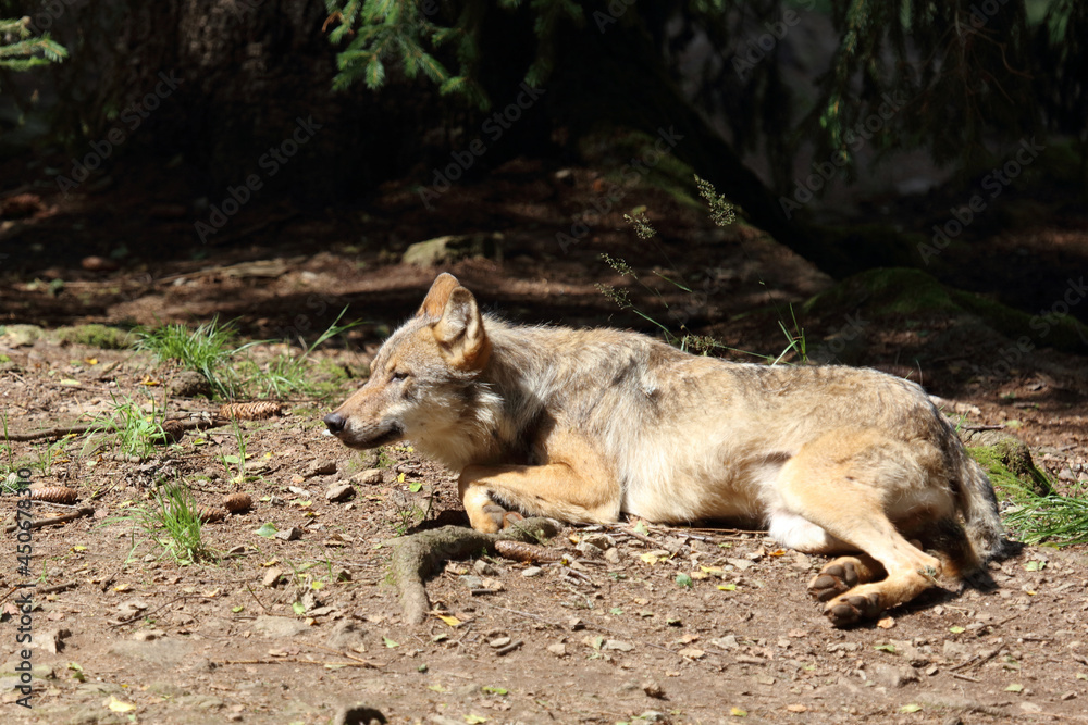 Fototapeta premium Wolf / Wolf / Canis lupus