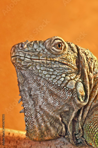 Portrait of an iguana lizard close-up on an orange background