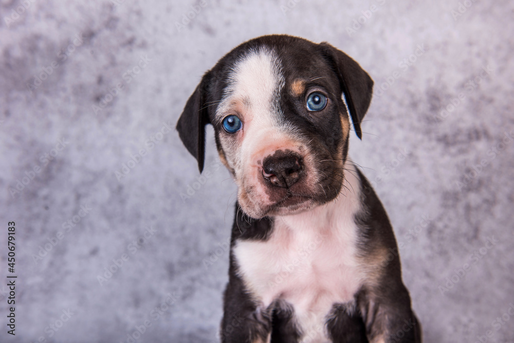 Louisiana Catahoula Leopard Dog puppy close up portrait