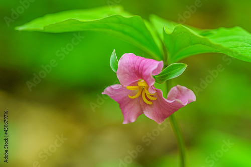 Rose Trillium (Trillium catesbaei)