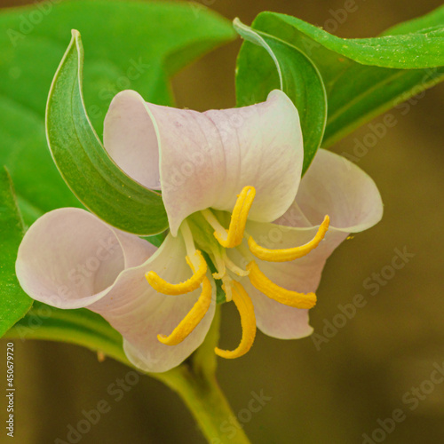 Catesby's Trillium or Rose Trillium (Trillium catesbaei) photo
