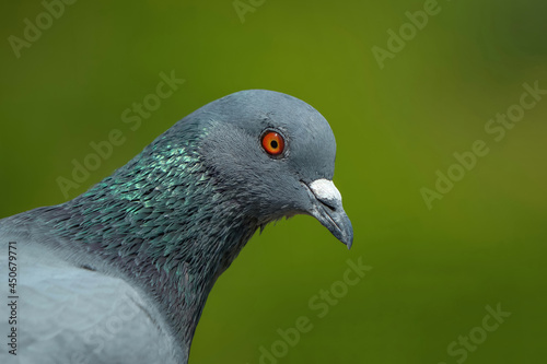 Indian Pigeon OR Rock Dove - The rock dove, rock pigeon, or common pigeon is a member of the bird family Columbidae.