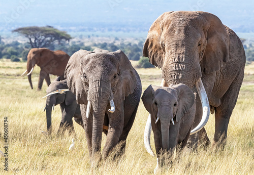 Super tusker elephant with family group in Amboseli National Park, Kenya