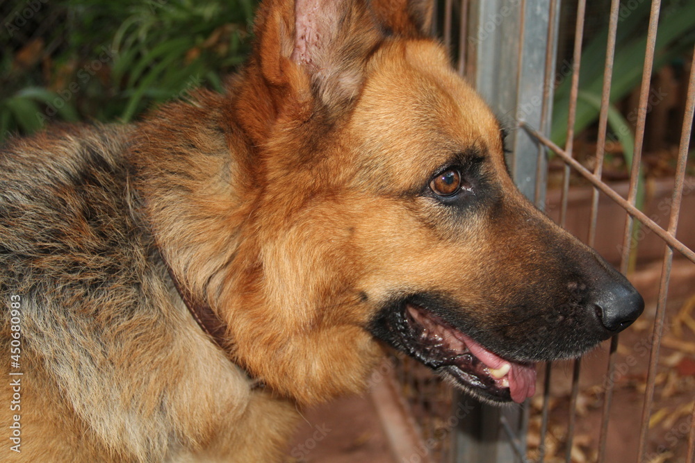 Portrait of a beautiful german sheperd dog