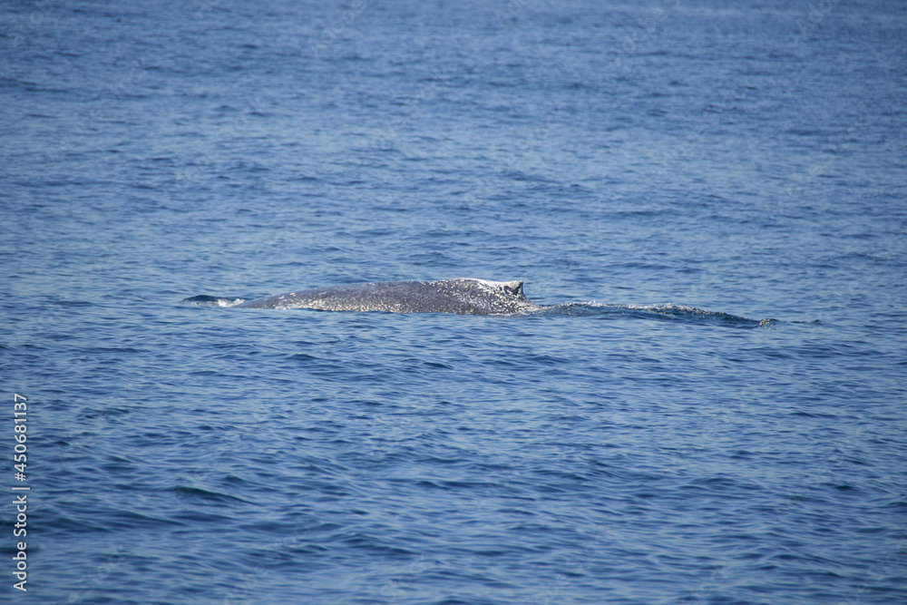 Fototapeta premium humpback tail