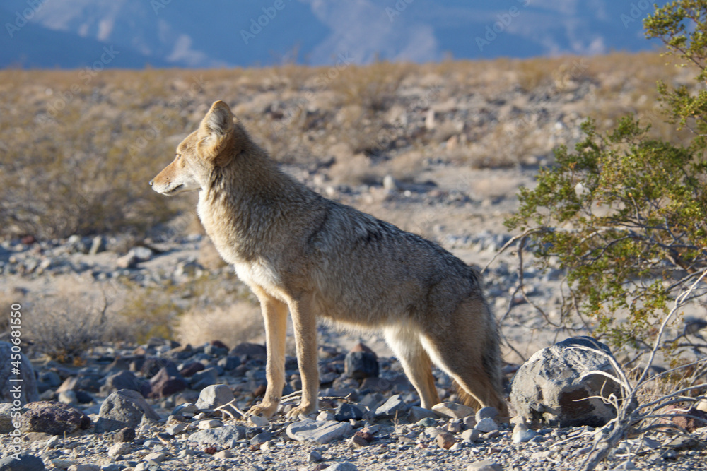 Obraz premium black backed jackal