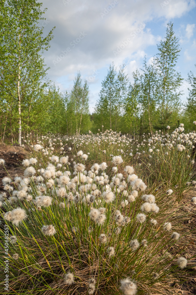Obraz premium Peat bog with the cotton-grass and small birch trees on it in previous peat fields in Baloži, Latvia on spring evening. 