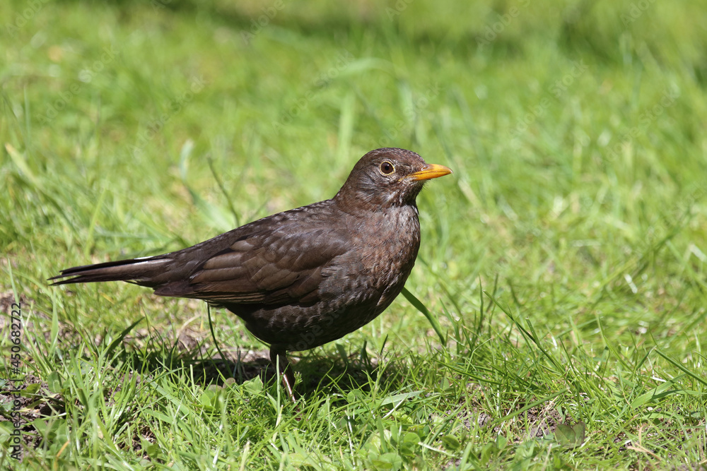 Amsel oder Schwarzdrossel / Blackbird / Turdus merula Amsel oder Schwarzdrossel / Blackbird / Turdus merula