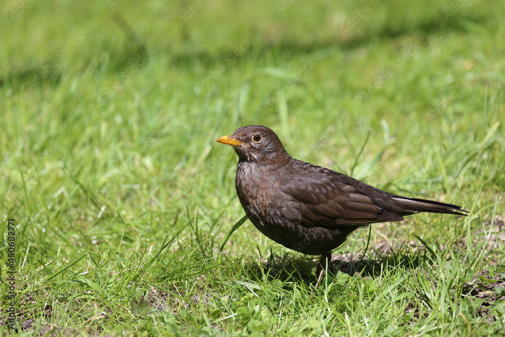 Amsel oder Schwarzdrossel / Blackbird / Turdus merula Amsel oder Schwarzdrossel / Blackbird / Turdus merula