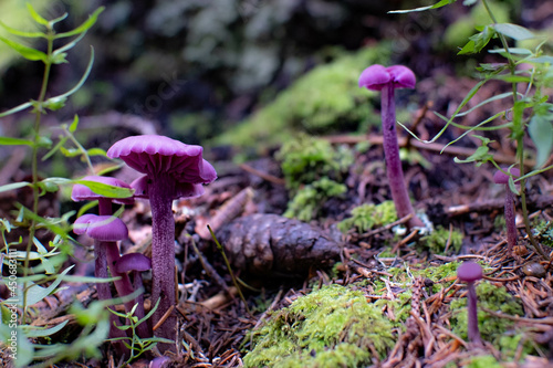 Amethyst deceiver (Laccaria amethystina) - Purple violet mushrooms photo