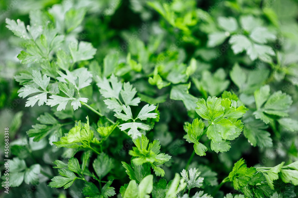 Food background of green parsley leaves. Horizontal green world poster, greeting cards, headers, website Food background of green parsley leaves. Horizontal green world poster, greeting cards, headers, website