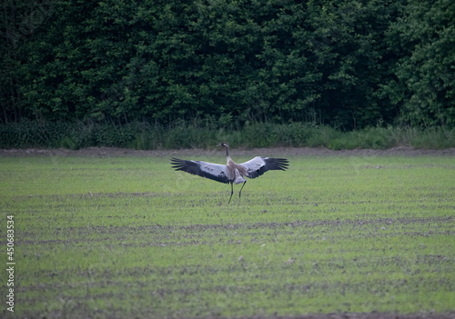 Common Crane feeding in Sweden.