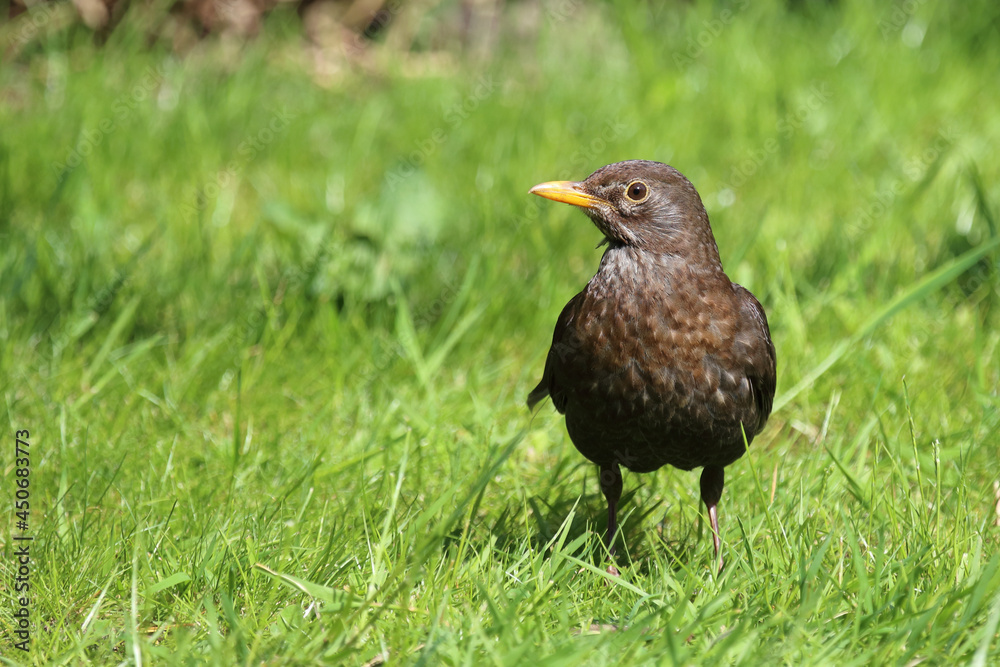 Amsel oder Schwarzdrossel / Blackbird / Turdus merula Amsel oder Schwarzdrossel / Blackbird / Turdus merula