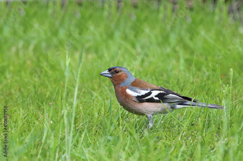 Buchfink / Common chaffinch / Fringilla coelebs