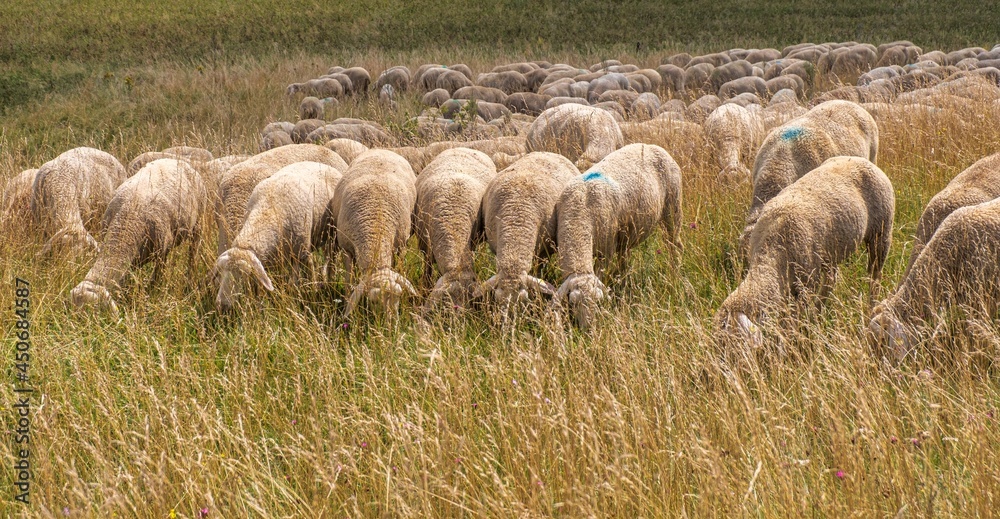 Fototapeta premium Flock of sheep feeding in a mountain meadow in Franconian Switzerlan; Schafe beim Fressen