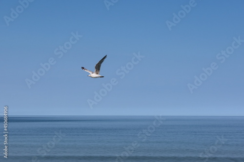 Single seagull flying over the sea water
