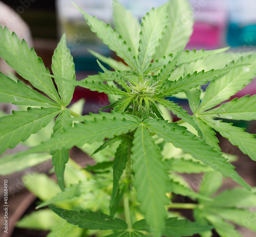 Close-up of a cannabis plant growing showing leaves