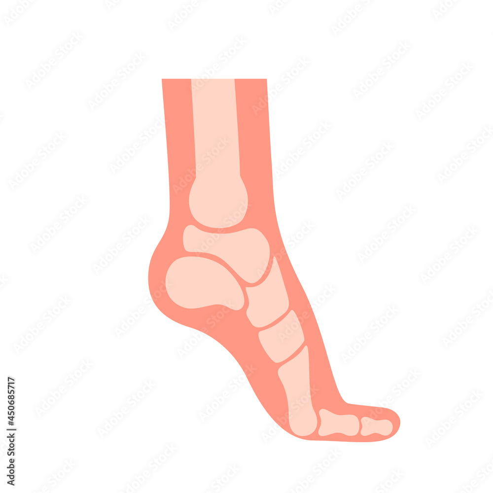 Silhouette human foot with bones, orthopedic leg, healthy feet. Foot