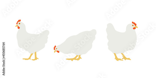 Flat white chicken. Set of vector illustrations for design. Homemade chicken, hen. Isolated on white background.