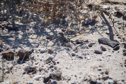 crab on the beach