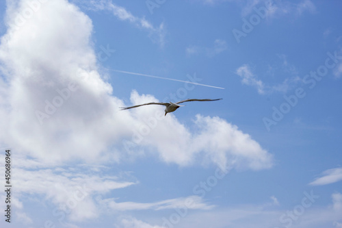 Des oiseaux dans le ciel