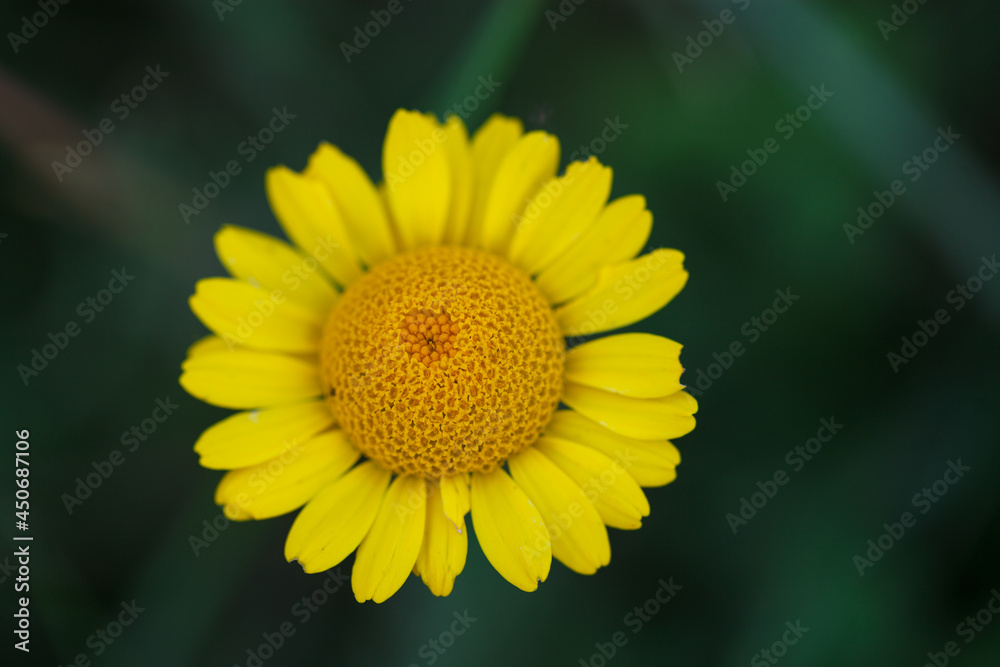 Obraz premium Close-up photo of yellow chamomile or Golden marguerite wild flower (Cota tinctoria) flowering in green lush summer field