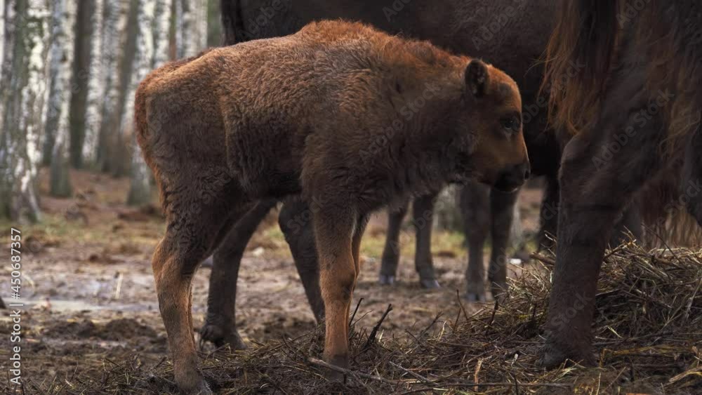 European bison in Belovezhskaya Pushcha National Park, Bison bonasus, UNESCO World Heritage Site. 4K 25fps European bison in Belovezhskaya Pushcha National Park, Bison bonasus, UNESCO World Heritage Site. 4K 25fps