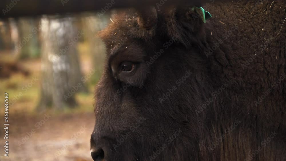 European bison in Belovezhskaya Pushcha National Park, eye close up, Bison bonasus, UNESCO World Heritage Site. 4K 25fps European bison in Belovezhskaya Pushcha National Park, eye close up, Bison bonasus, UNESCO World Heritage Site. 4K 25fps
