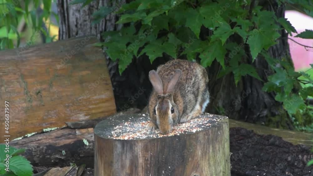 An Adult Rabbit sits on the log where I put birdfood. Bunny on log