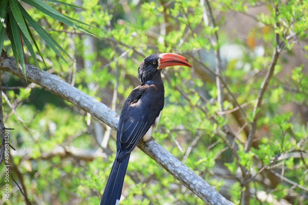 Crowned Hornbill bird on a branch Crowned Hornbill bird on a branch