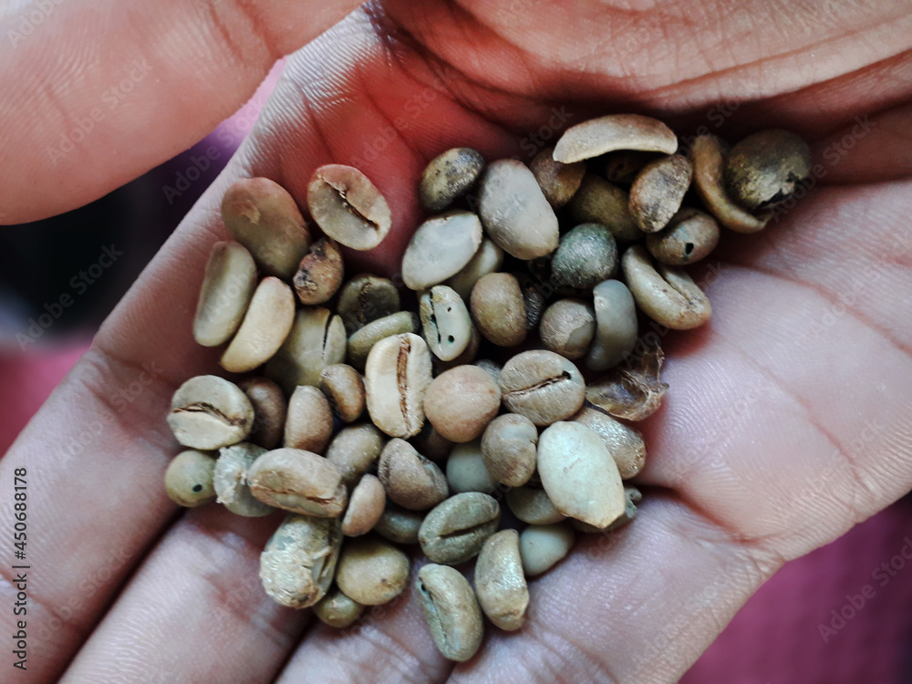 Flores coffee beans that are still green and have not been roasted Flores coffee beans that are still green and have not been roasted