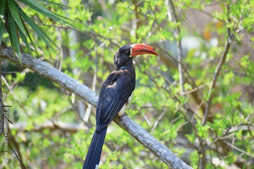 Crowned Hornbill bird on a branch