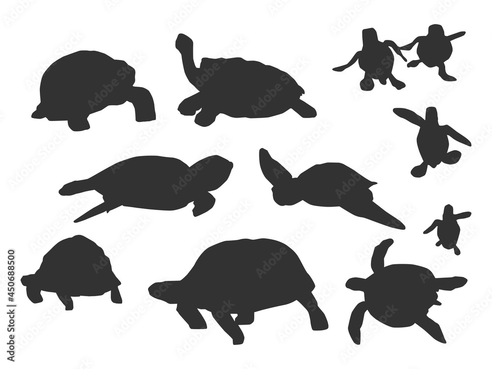 Obraz premium Shadow of Turtle on the white background.